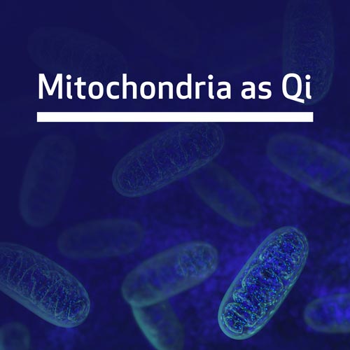 Mitochondria
